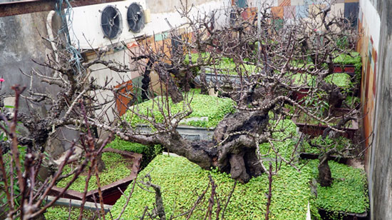 Rét căm căm, đào thất thốn tiến vua được vào phòng điều hòa